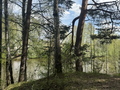 Продажа садового участка: п. Монзино, № 5 Рыбак (городской округ Горноуральский) - Фото 1
