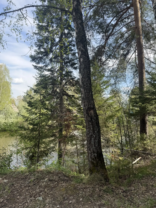 п. Монзино, № 5 Рыбак (городской округ Горноуральский) - фото сада (2)
