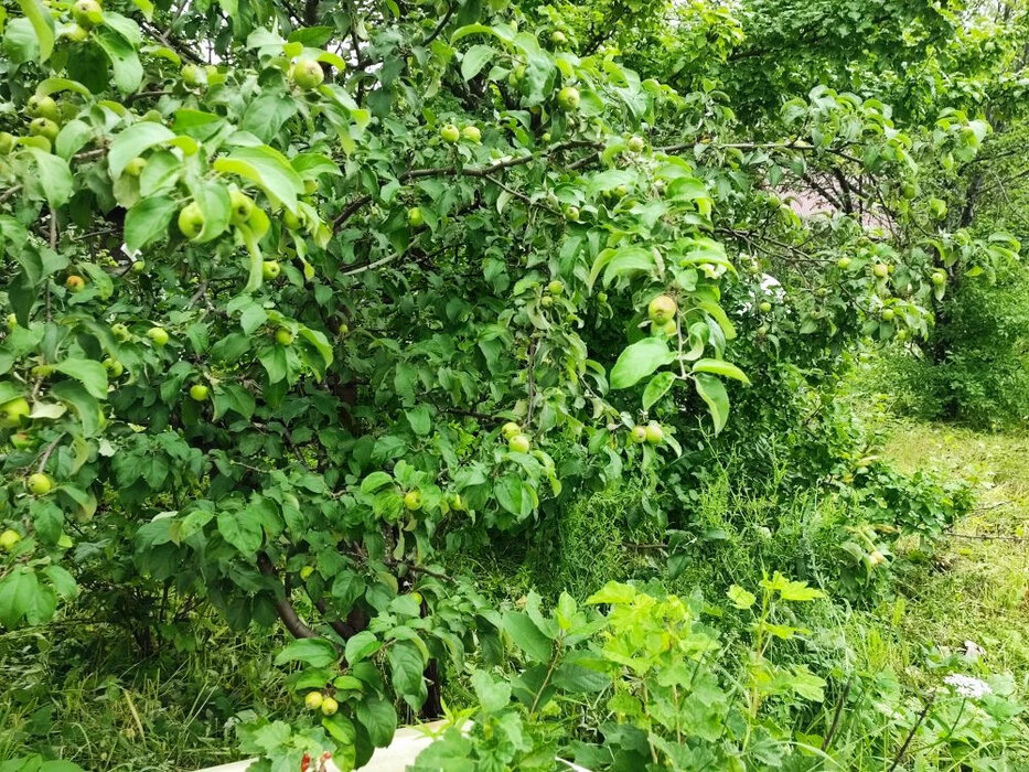 с. Таватуй, СНТ Металлоштамп (городской округ Невьянский) - фото сада (9)