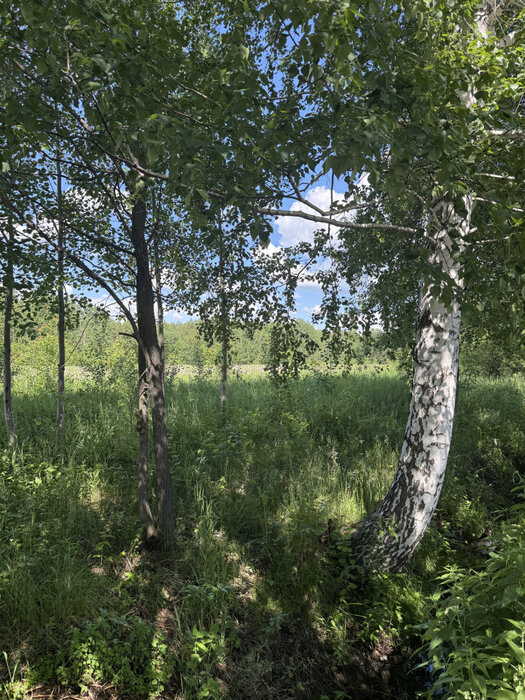 п. Большой Исток, к/с Ягодка (городской округ Сысертский) - фото сада (4)