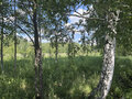 Продажа садового участка: п. Большой Исток, к/с Ягодка (городской округ Сысертский) - Фото 4