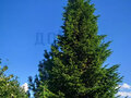 Продажа дома: п. Первомайский (г.о. Сысертский), ул. Лесная, 11 (городской округ Сысертский) - Фото 14