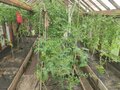 Продажа садового участка: п. Красная Горка, СНТ Коллективный сад №5 