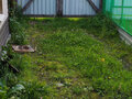 Продажа садового участка: п. Растущий, к/с Сокол, уч. 24 (городской округ Белоярский) - Фото 5