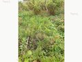 Продажа садового участка: Екатеринбург, СНТ Шинник-2, уч. 14 (Елизавет) - Фото 12