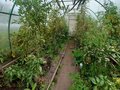 Продажа садового участка: Екатеринбург, СНТ Шинник-2, уч. 14 (Елизавет) - Фото 6