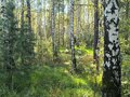 Продажа земельного участка: Екатеринбург, ул. 50 Пикет (Шабровский) - Фото 2