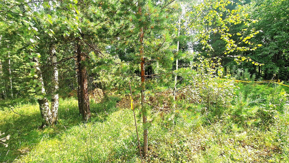к.п. Усадьбы Жаворонки, уч.   (городской округ Березовский) - фото земельного участка (5)