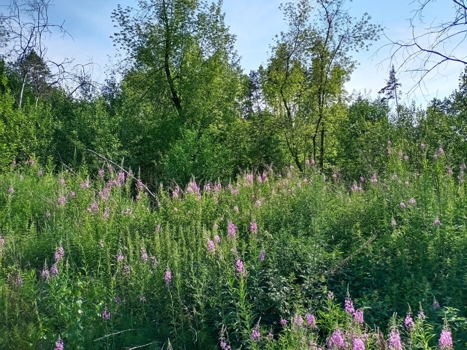 Екатеринбург, ул. Романтиков (Кольцово) - фото земельного участка (3)
