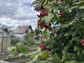 Продажа садового участка: Екатеринбург, к/с Парфюмер, ул. уч.91 (Медный) - Фото 5