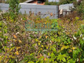 Продажа дачи: п. Гусевка, д. 14 (городской округ Ревда) - Фото 7