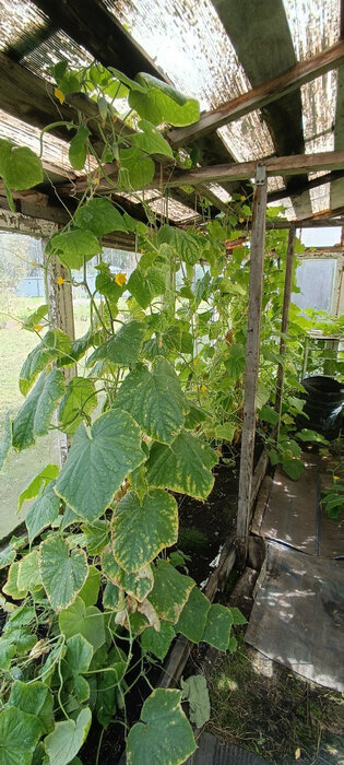 Екатеринбург, к/с Родник - фото сада (7)
