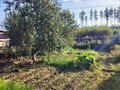 Продажа садового участка: Екатеринбург, СНТ Жилищник-1 - Фото 9