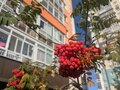 Аренда квартиры: Екатеринбург, ул. Латвийская, 56 (Компрессорный) - Фото 12