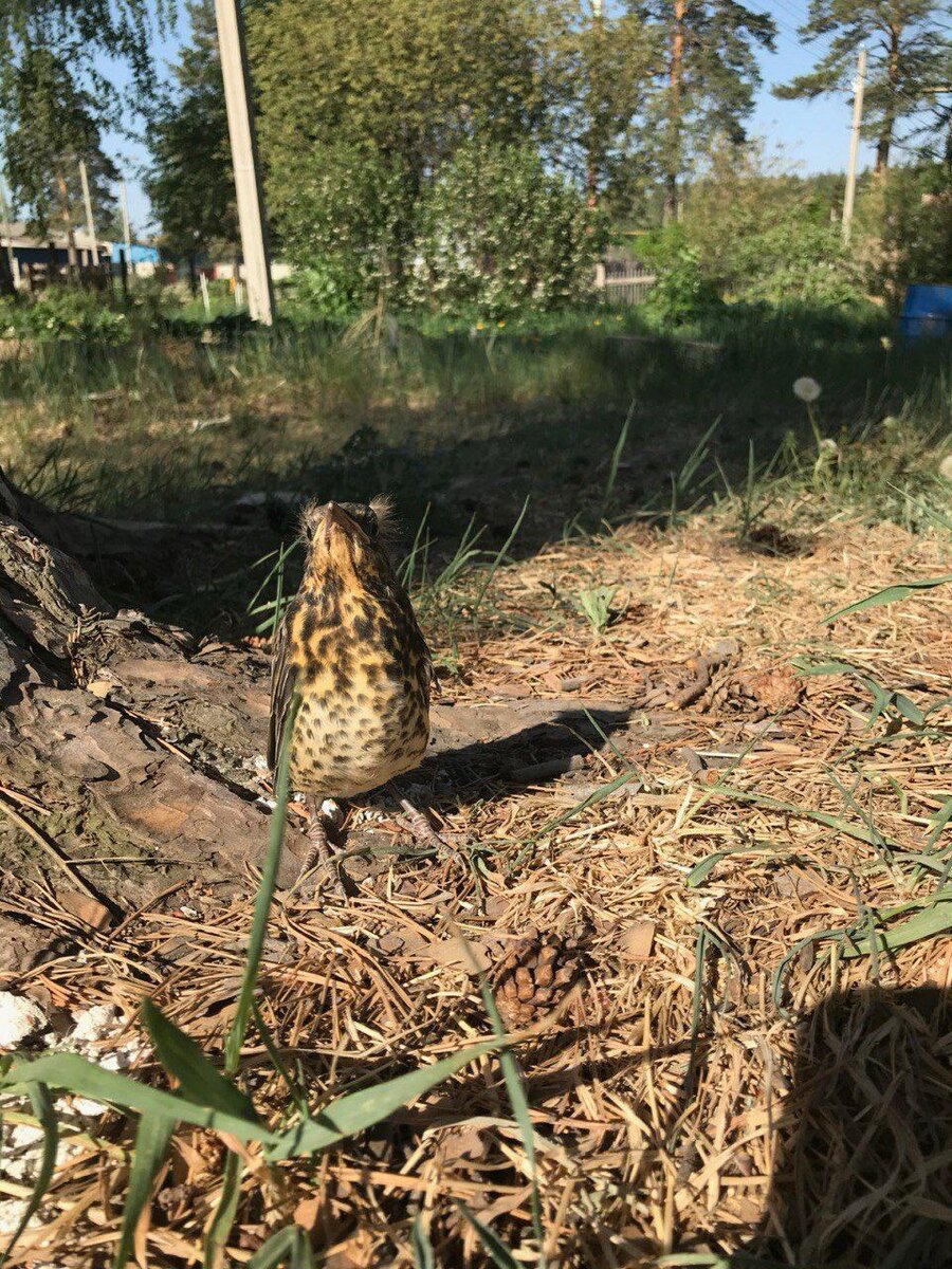 Коттеджный поселок Усадьбы Большие Брусяны - фото 5